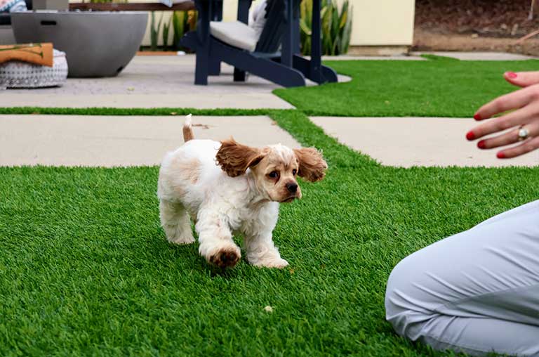 Male Cocker Spaniels