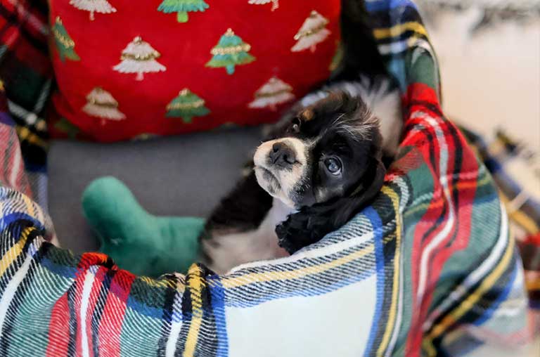 Are Cocker Spaniels Good Family Dogs