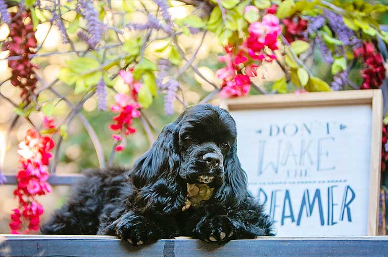 Causes and Remedies of Cocker Spaniels Skin Problems