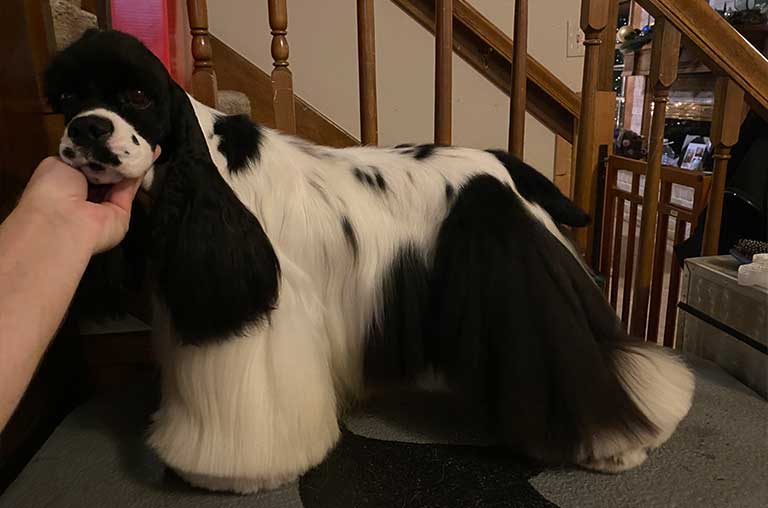 Cocker Spaniel Allergies