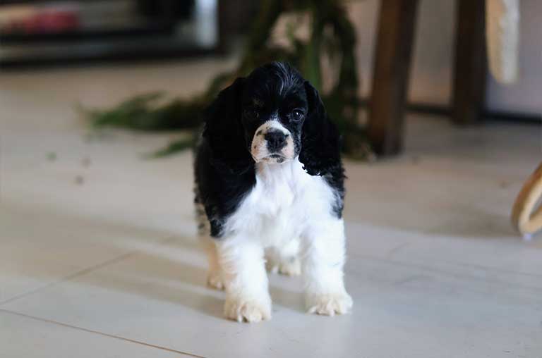 Cocker Spaniel Skin Problems