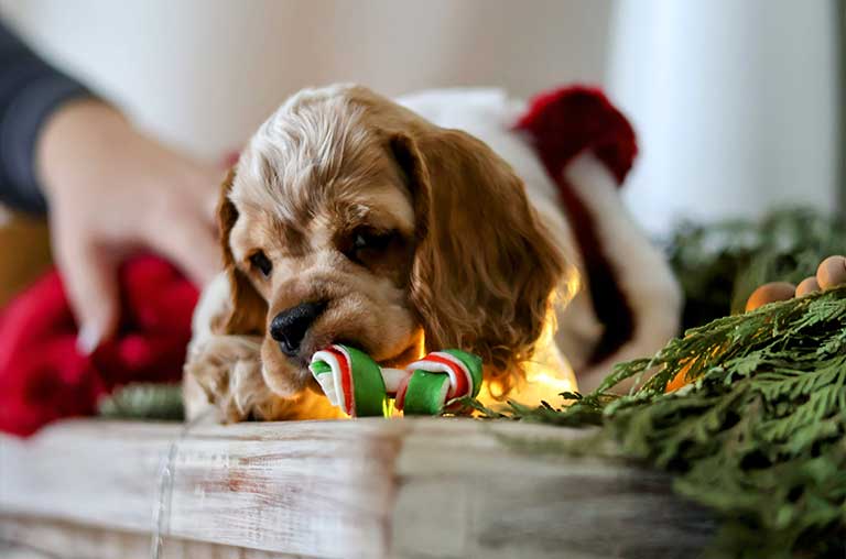 What is a Merle Cocker Spaniel